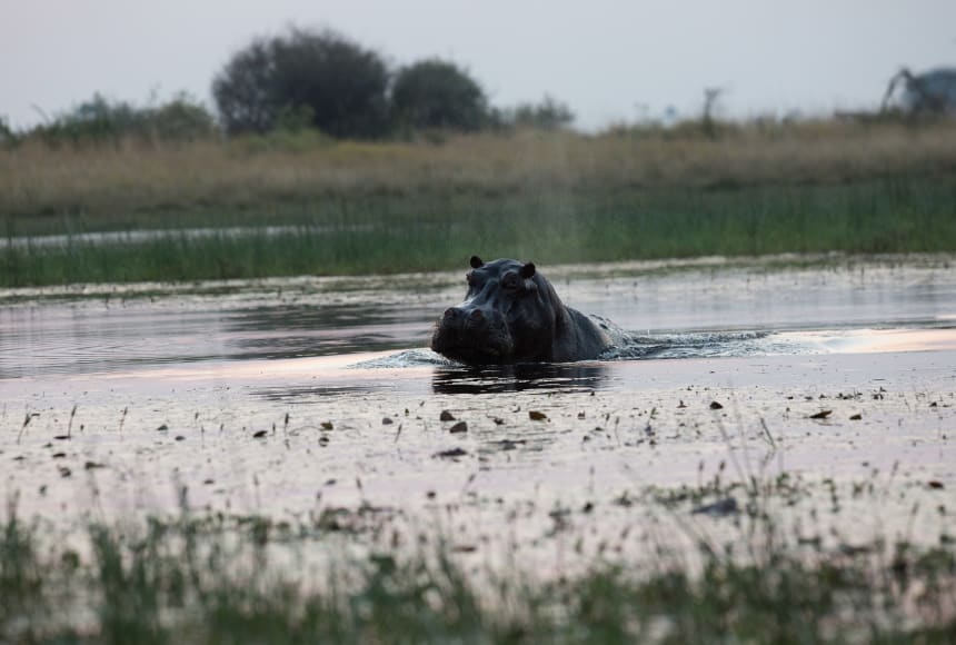 Picture of a hippopotamous