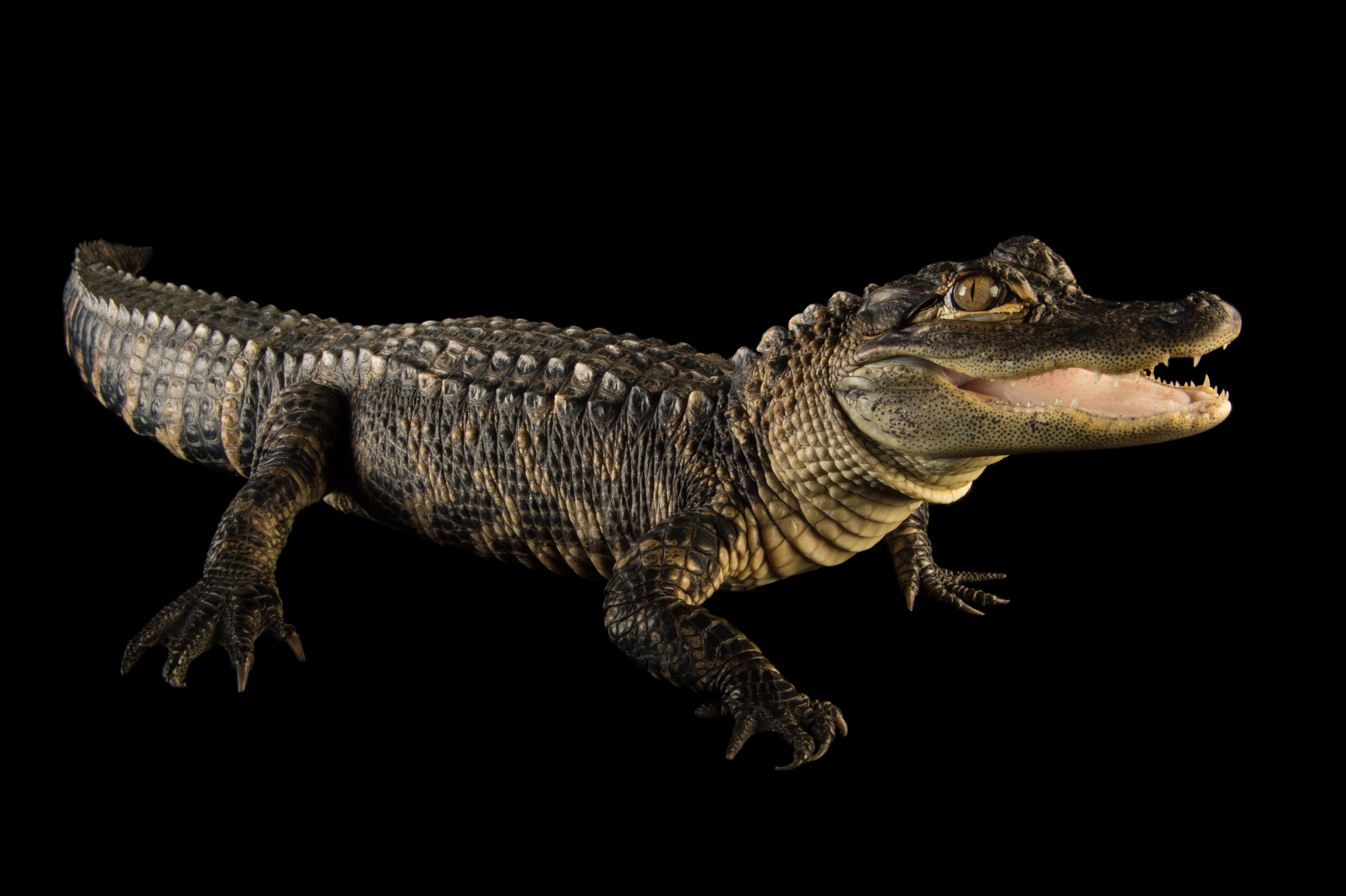Photo Ark: American Alligator, image size:6144x4089