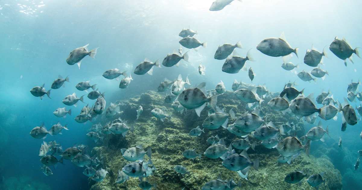 The Azores Establishes Largest Marine Protected Area Network in Europe