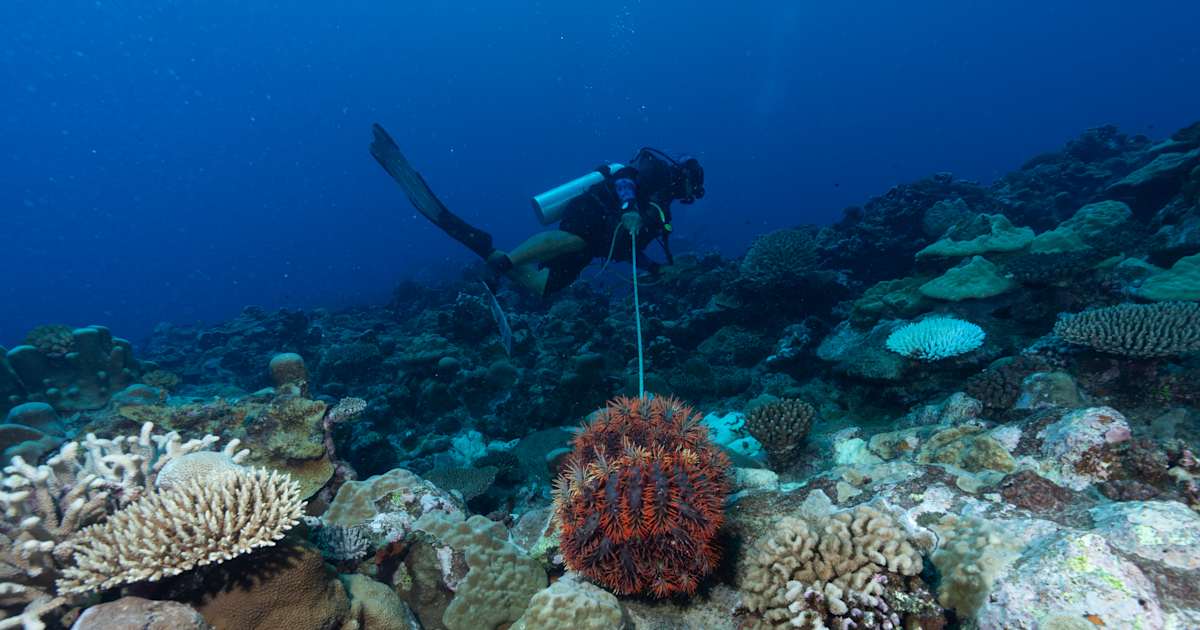 National Geographic Society and Rolex Announce Ambitious Exploration Encompassing All Five Regions of the Global Ocean