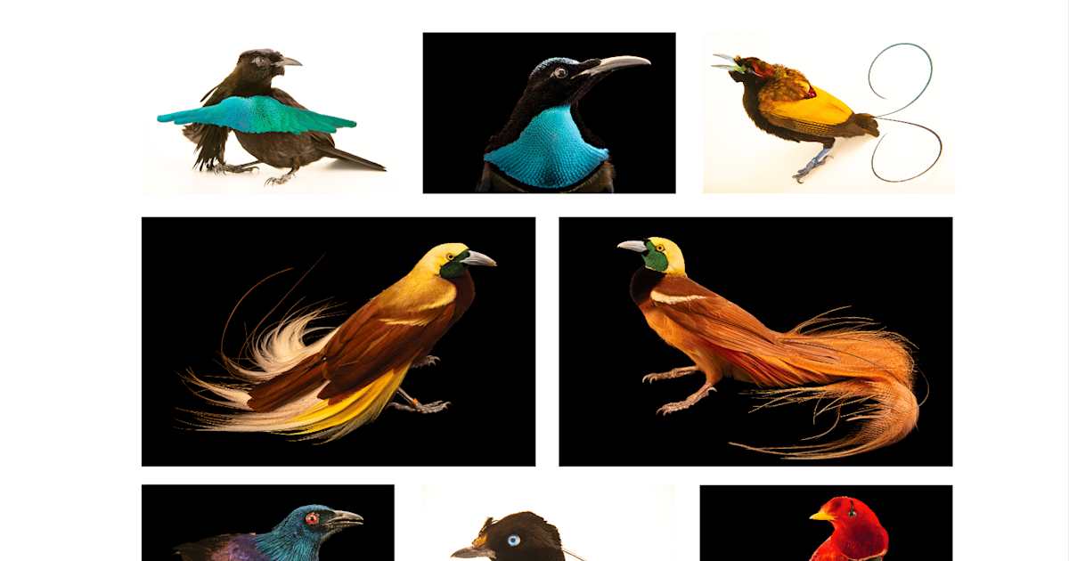 華麗な鳥のパラダイズは、17,000種としてナショナルジオグラフィック写真箱に参加します