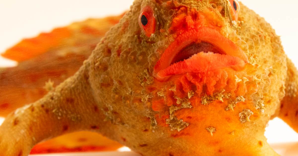 20 Years, 18,000 Species: The National Geographic Photo Ark Selects Rare Red Handfish to Mark the Double Milestone