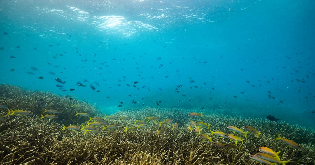 Papua New Guinea to Protect Coral-Rich Marine "Highway" for Sharks, Dolphins, Whales and Rays