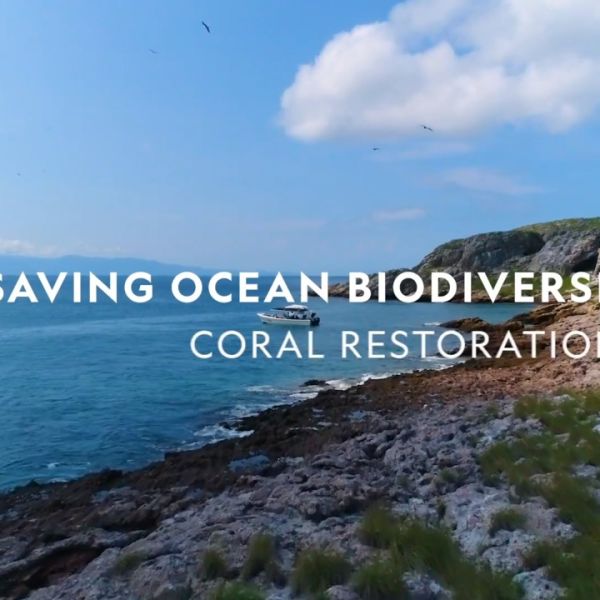 Saving Ocean Biodiversity: Coral Restoration