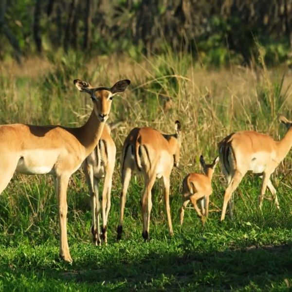 Definitions in the Field: Conservation