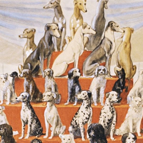 A Brief History of Dogs