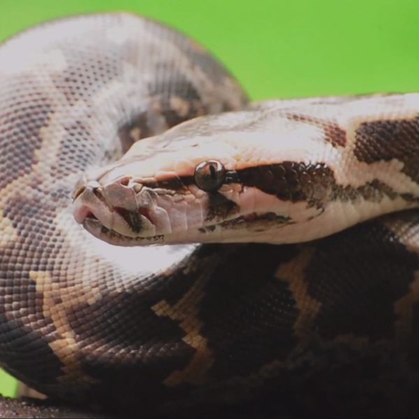 Animals 101: Python