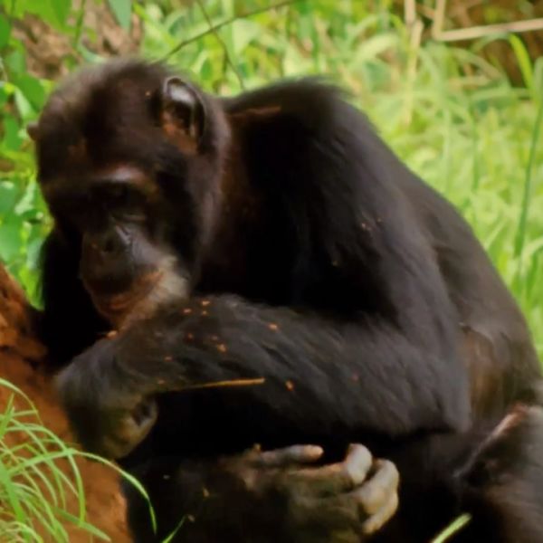 Does Tool Use Define Humanity?