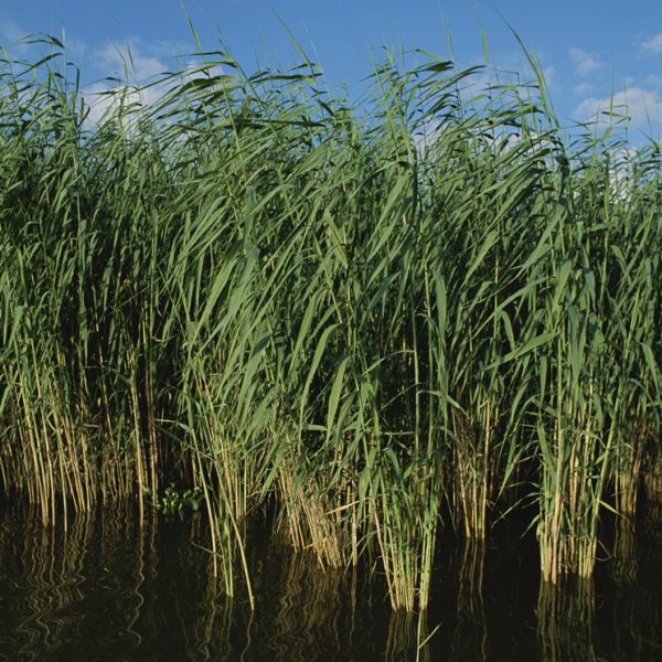 Living Shoreline