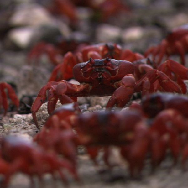 Red Crab Migration