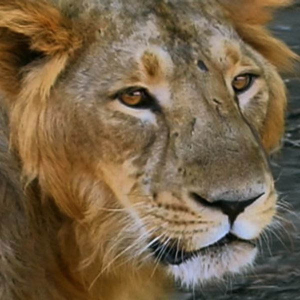 Bugün öğrendim ki: Aslanların Hindistan'a özgü...