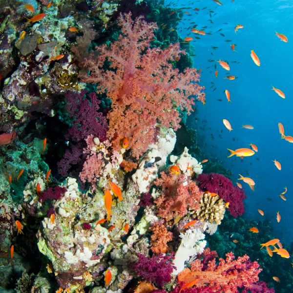 Coral Reefs