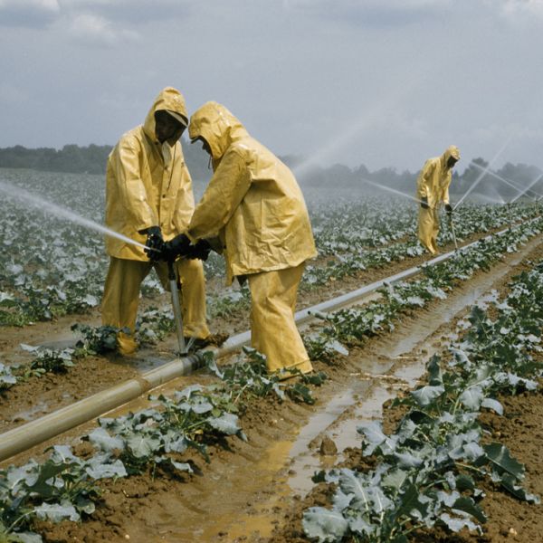 agriculture field