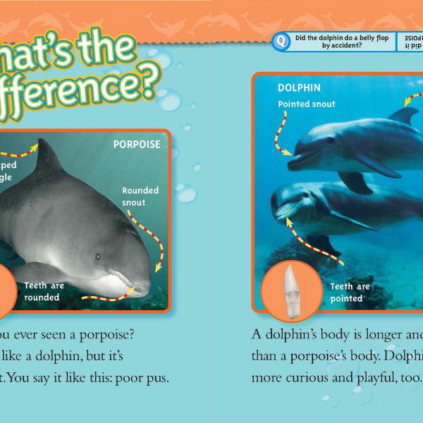 Is it a Porpoise or a Dolphin?