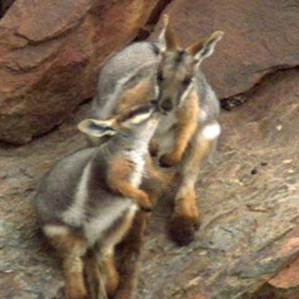 Black-flanked Rock Wallaby, NatureRules1 Wiki