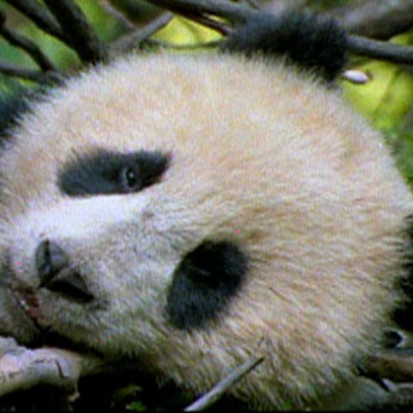 Panda Reintroduction