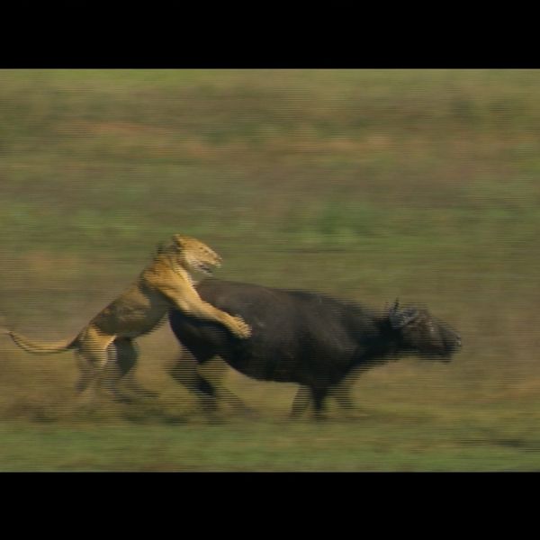 Buffalo v. Lions
