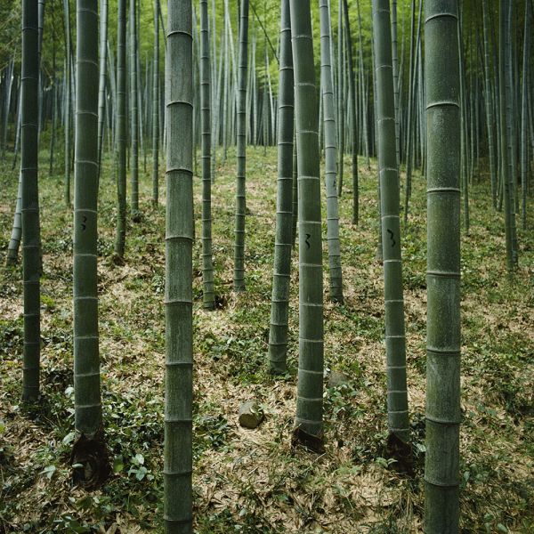 Distribution of Natural Resources Unit