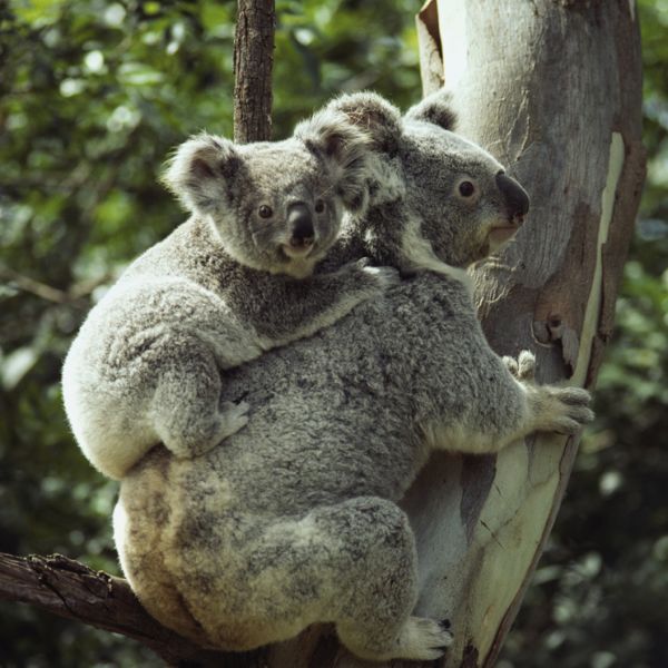 Koala Eco's ancestral ties with nature ⋆ Bloom As You Are