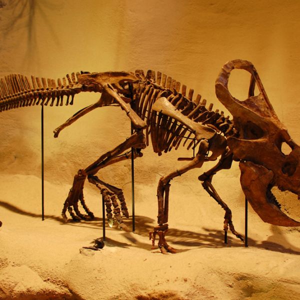 Extinction