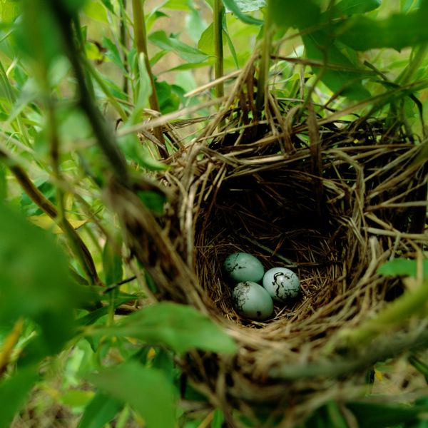 Habitats and Microhabitats
