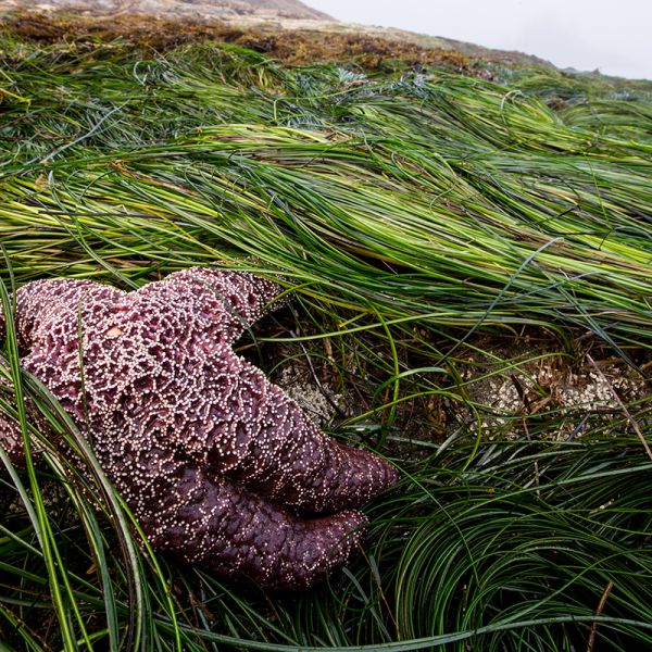 Saving Endangered Keystone Species: Key to Ecosystem Restoration