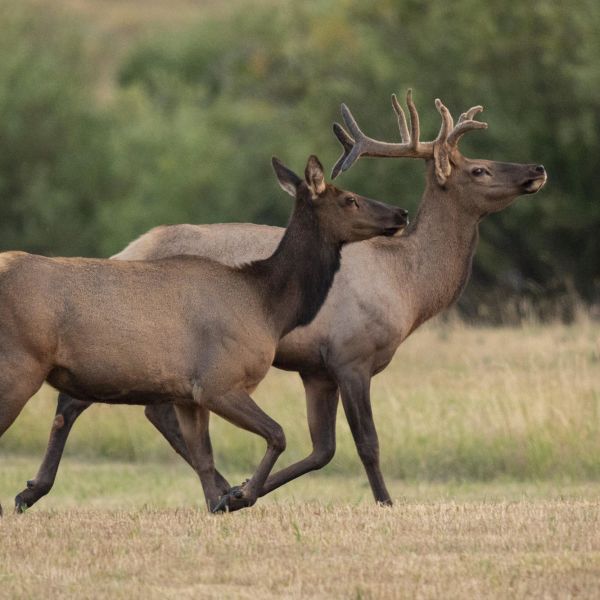 'a group of deer running in a field'