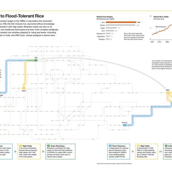 The Path To Flood-Tolerant Rice