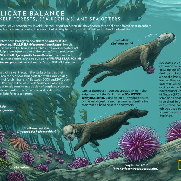 california sea otter kelp forest