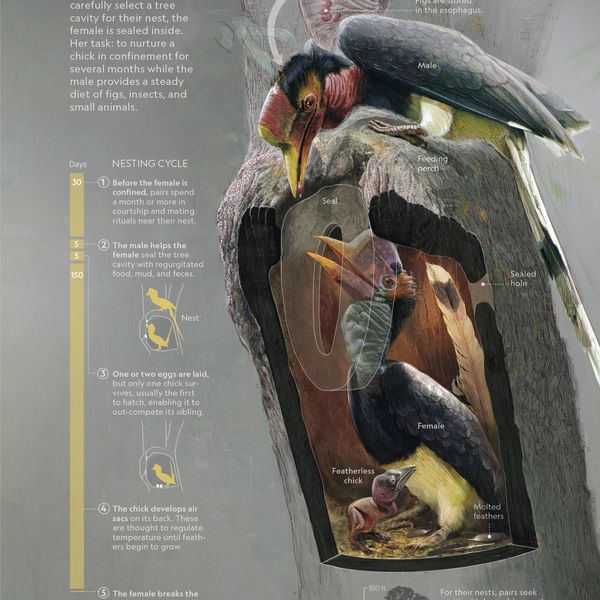 Raising a Hornbill