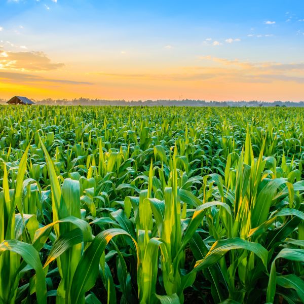 Indian Leggings For Women  International Society of Precision Agriculture