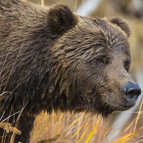 Bears Definition and Examples - Biology Online Dictionary