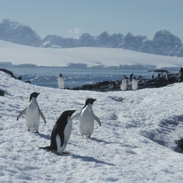 The Continents: Antarctica