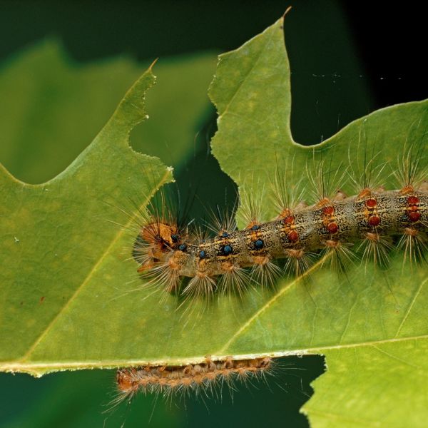 Invertebrates