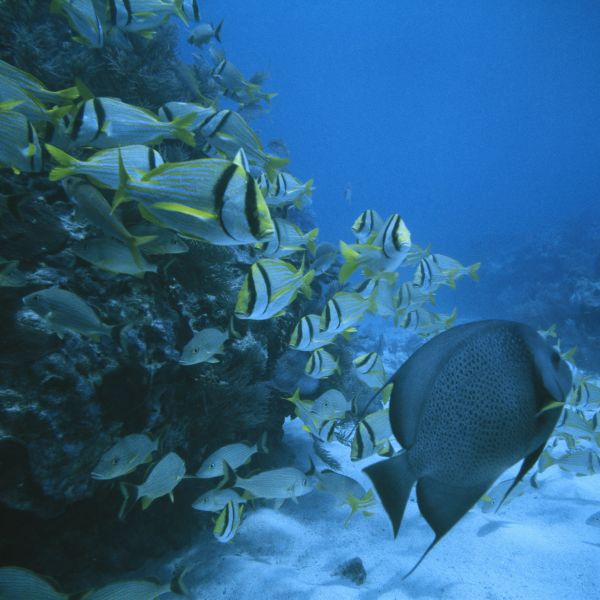 Marine Ecosystems