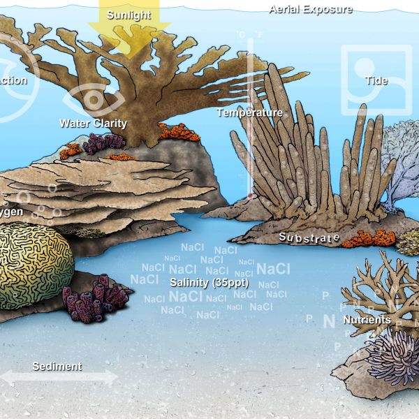 Simple Coral Reef Food Chain