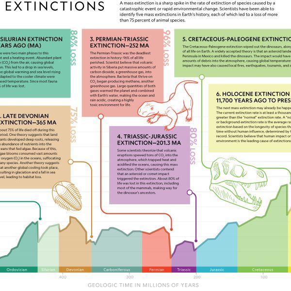 Current Extinction Rates Are at Least 100 Times Higher: Sự Báo Động Của Thiên Nhiên