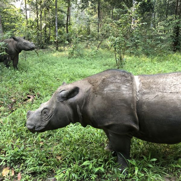 WILDLIFE AROUND THE WORLD visual data 2