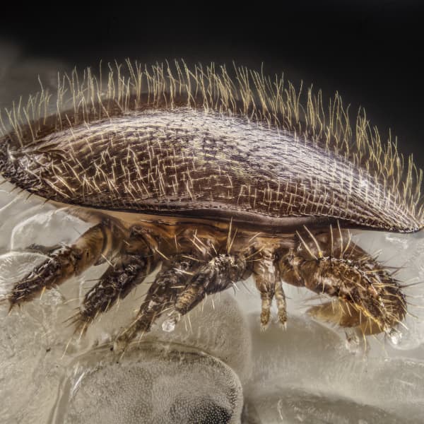 Defamiliarizing the Familiar: Which One is Unique?