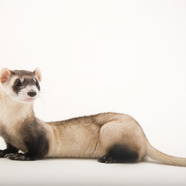 Photo Ark: Black-Footed Ferret