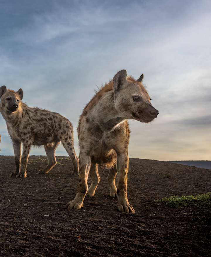 Four Hyenas in the African Savanna looking off to the right.