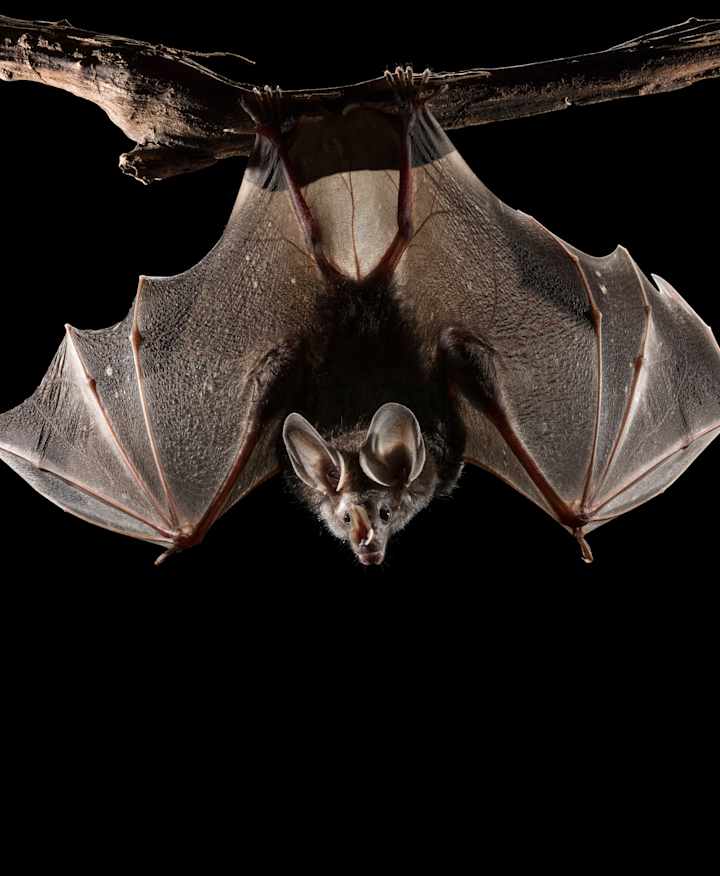 A close up of a bat hanging from a branch.