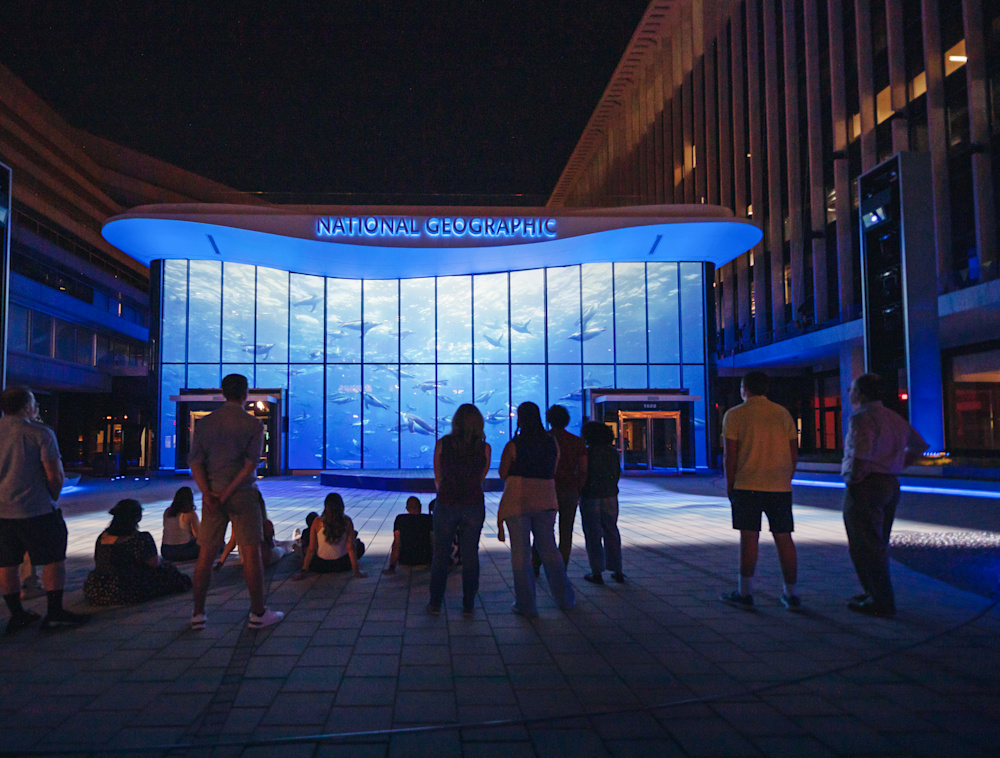 A group of people watching sea turtles on the side of the Museum of Exploration at the Wonders of Our World: Ocean show.