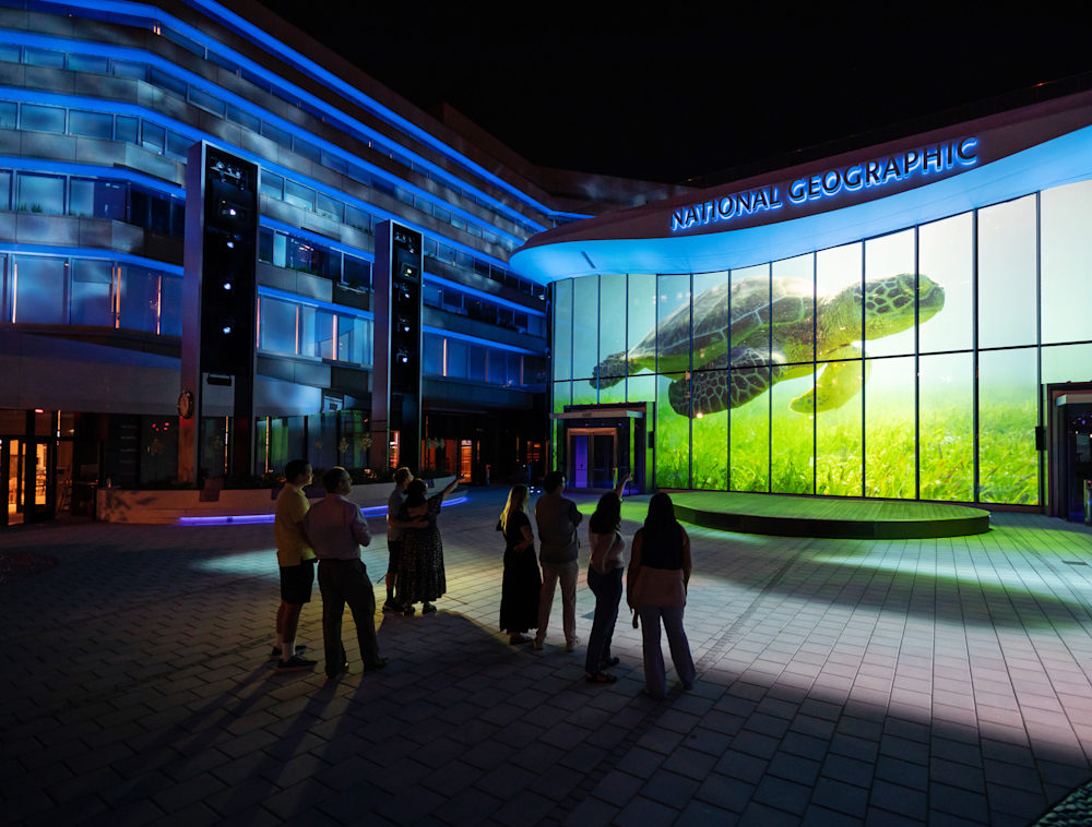A nighttime scene of the Museum of Exploration's courtyard with a large projection of a turtle on the front of the museum.