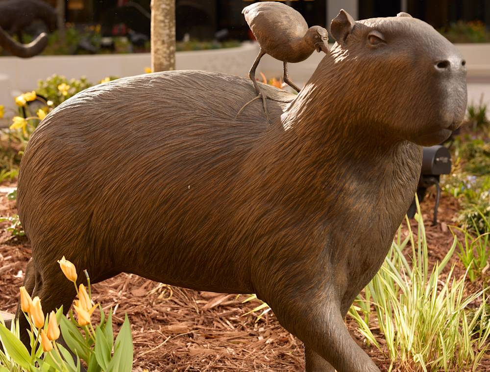 Bronze sculpture of a capybara in the courtyard of the National Geographic Museum.