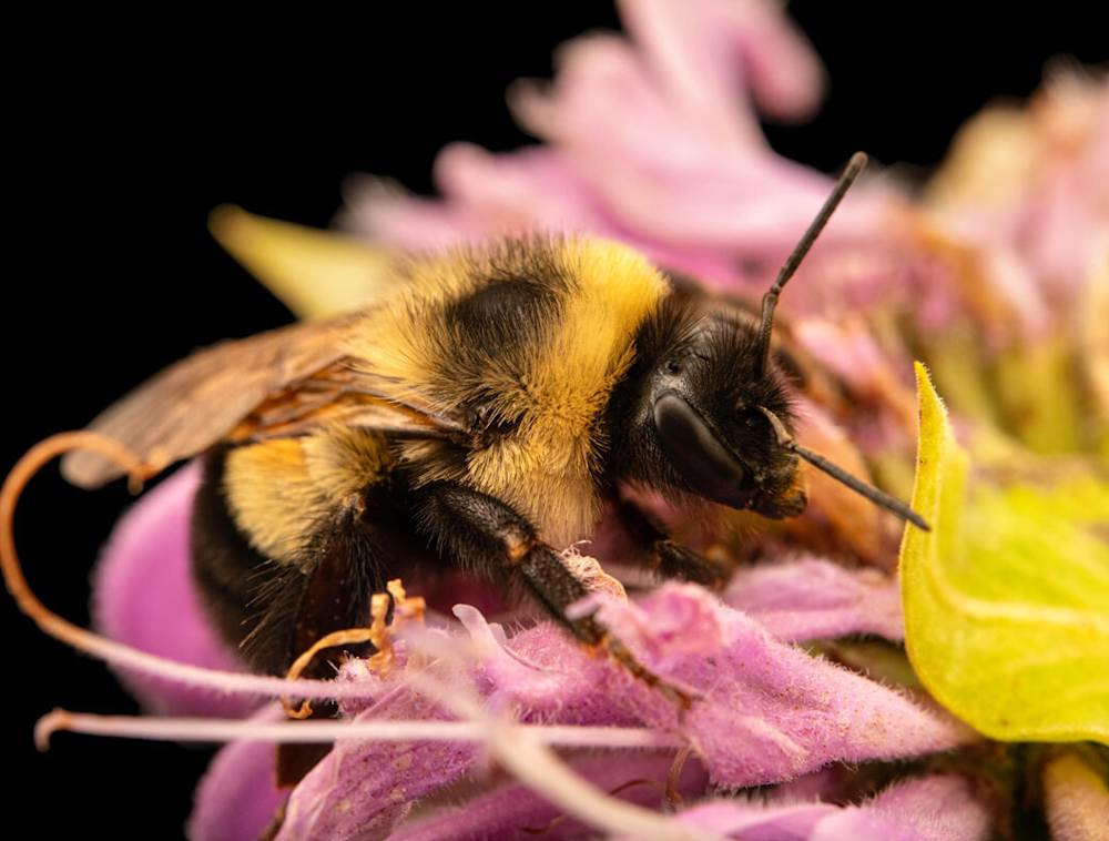 A close up image of a bee on a flower.