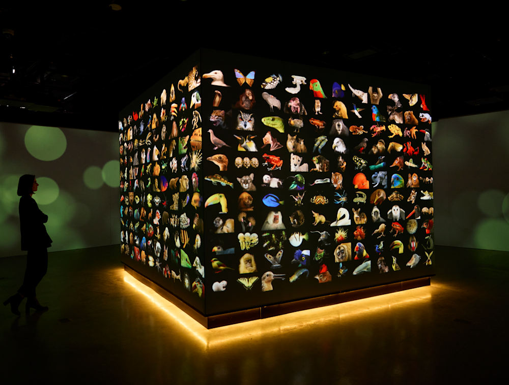 A mosaic of photos of species from the Photo Ark collection surround a wall inside the exhibition.