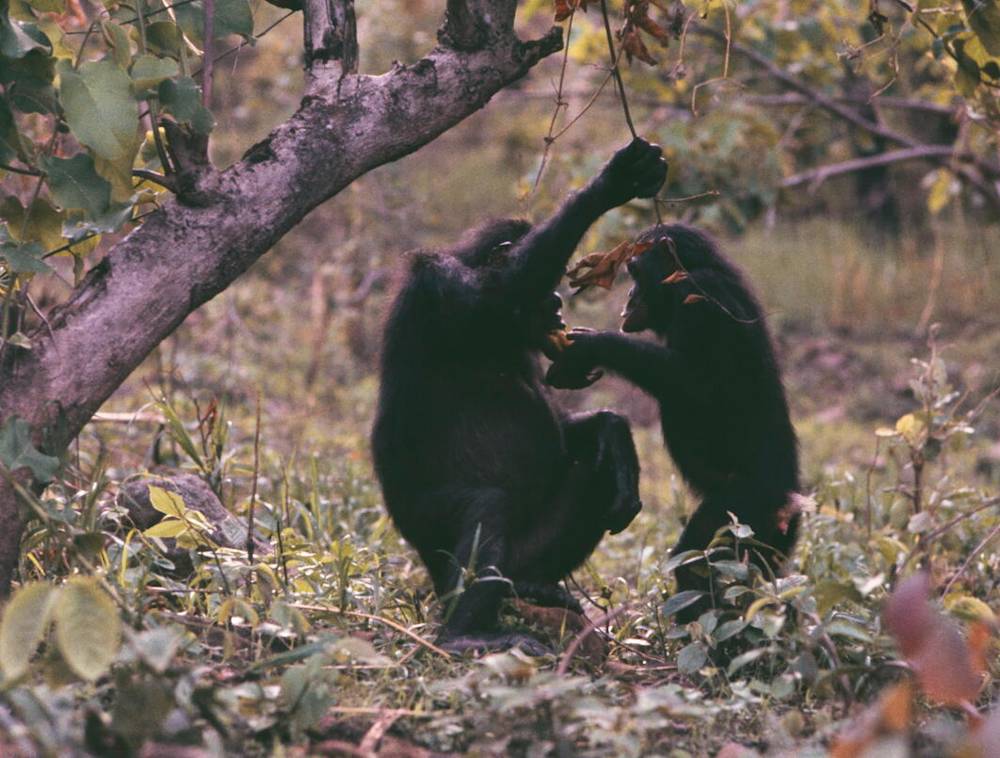 Two monkeys playing together in the woods.