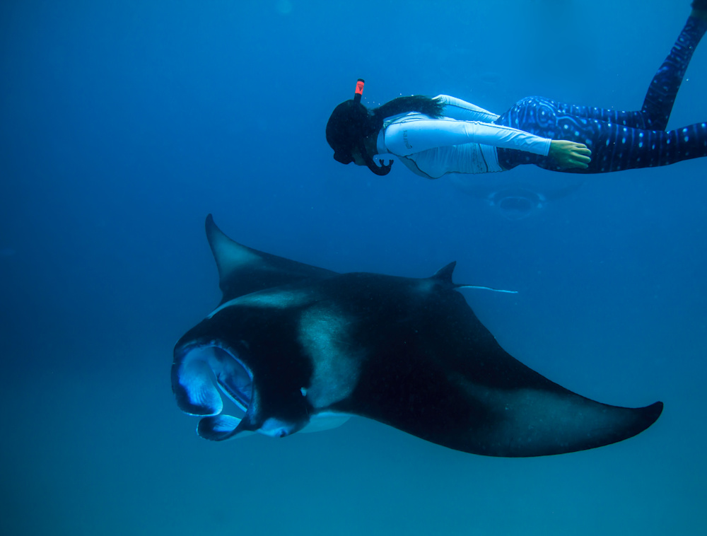 Diver under the sea with a manta ray.