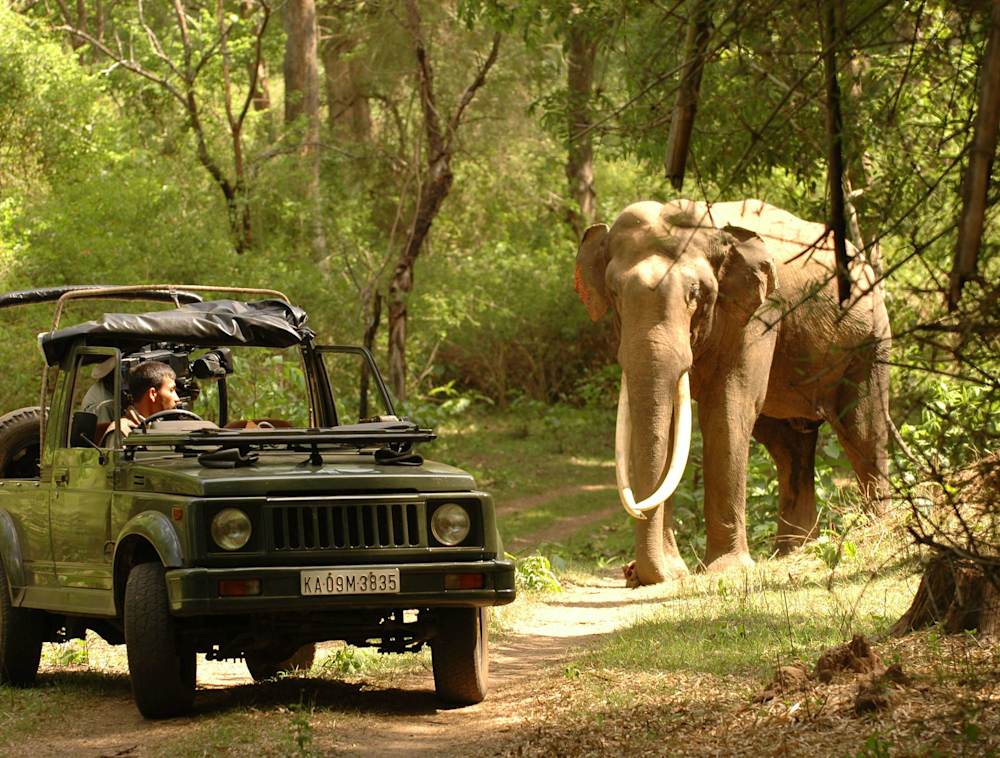 The Suzuki in the field next to an elephant.